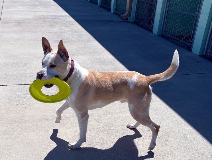 Ace love to play fetch!