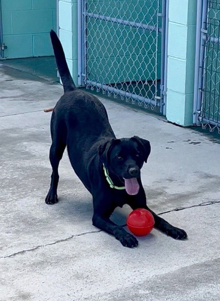 Blaze - Appalachian Highlands Farmers Magazine - Appalachian Highlands Farmers Magazine Blaze always wants to play!