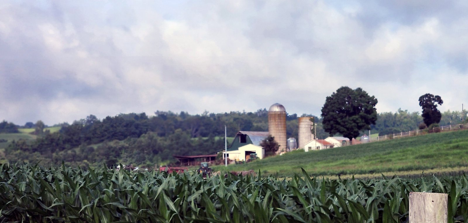 Farm Bureau Image - A barn and silo ion the distance with corn growing in the foreground.