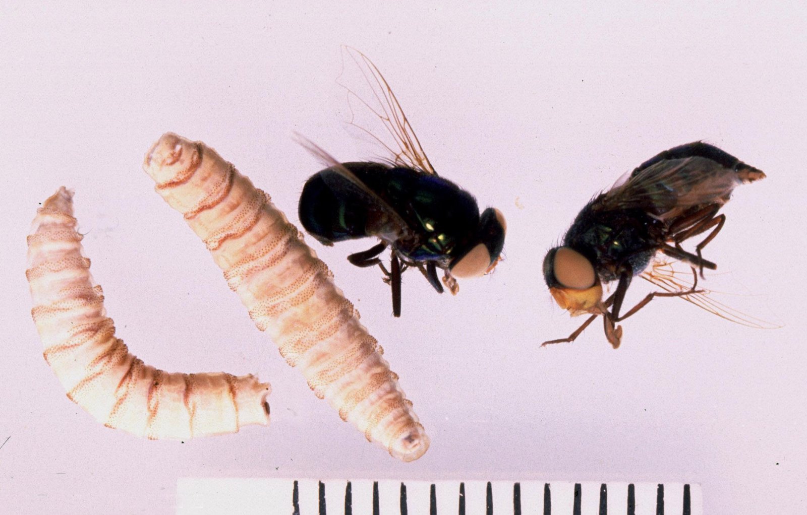 Chrysomya-bezziana-adult-larva - Appalachian Highlands Farmers Magazine Chrysomya bezziana adult larva