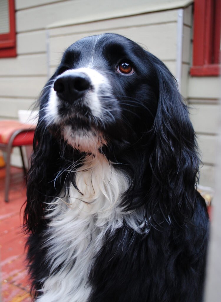 DSC_0074 2021_06_23 15_56_05 UTC - Appalachian Highlands Farmers Magazine Finn Doggy the Border Collie with a soulful look - Photo by A. Creighton