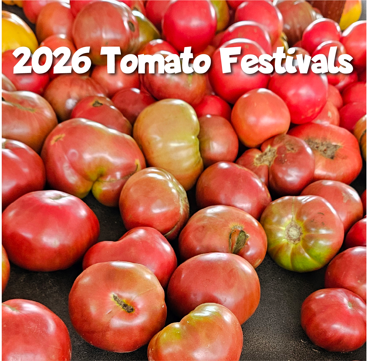 Tomato Festival