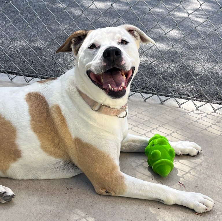 Molly is always happy with her toys