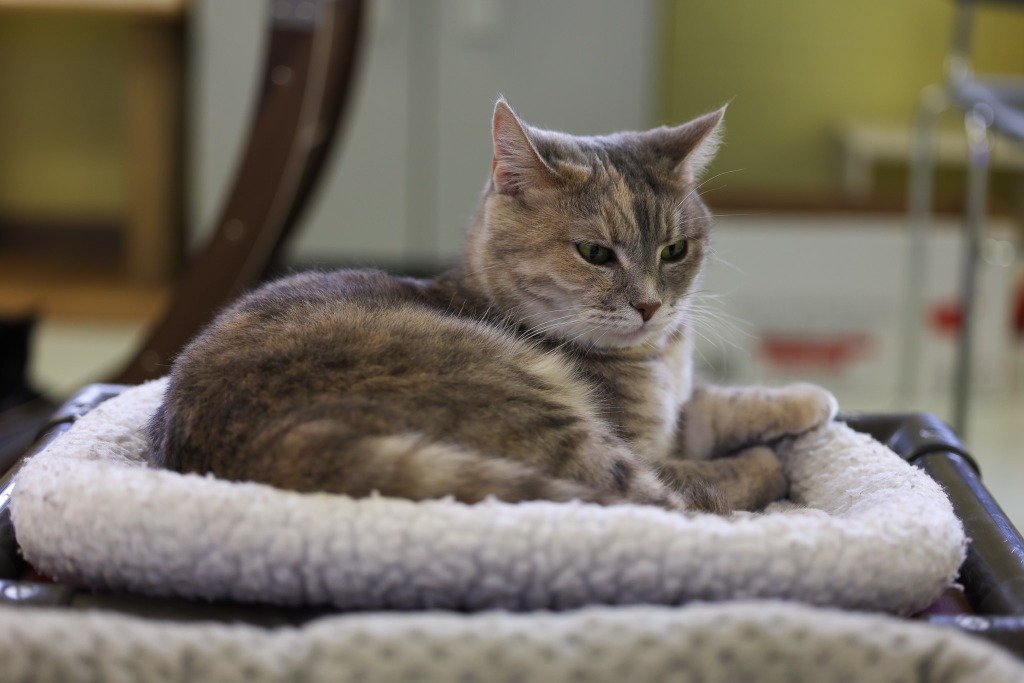 Mulan resting on the soft bed