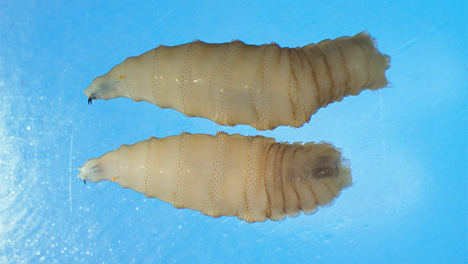 NWS-two-whole-larvae CDC - Appalachian Highlands Farmers Magazine New World Screwworm whole larva - Photo courtesy of the CDC