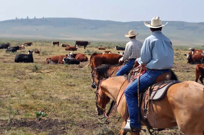 The US cattle herd recently dropped to a 75-year lowSource Beef Magazine - Appalachian Highlands Farmers Magazine Ranchers riding horses tending to cattle.