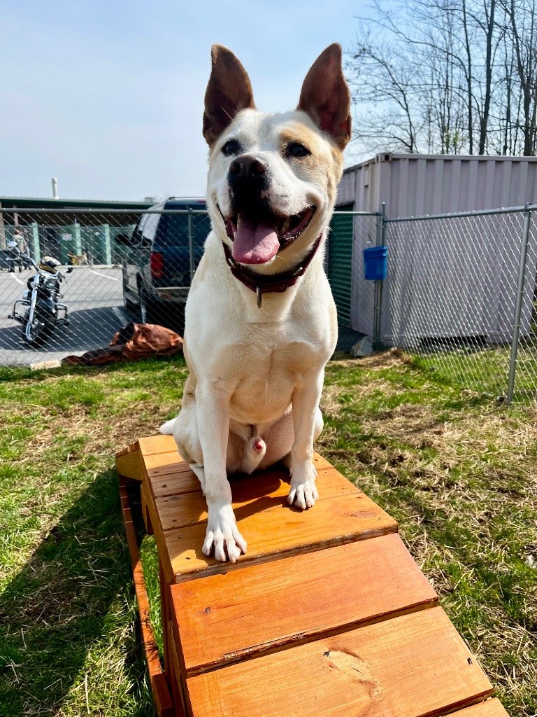 ace - Appalachian Highlands Farmers Magazine - Appalachian Highlands Farmers Magazine Ace wants to play and work!