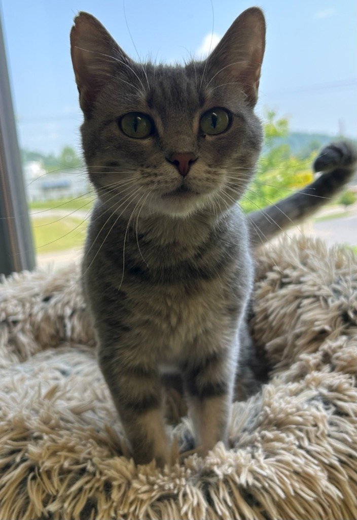aurora - Appalachian Highlands Farmers Magazine - Appalachian Highlands Farmers Magazine Aurora is ready to come home to a wonderful family