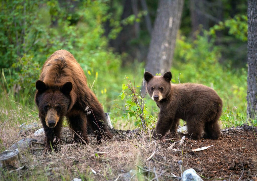 A sow and her cub Two Black Bears - Photo by Ben Owens