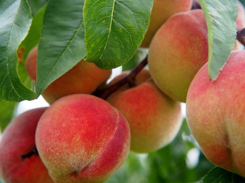A branch of peaches Peaches