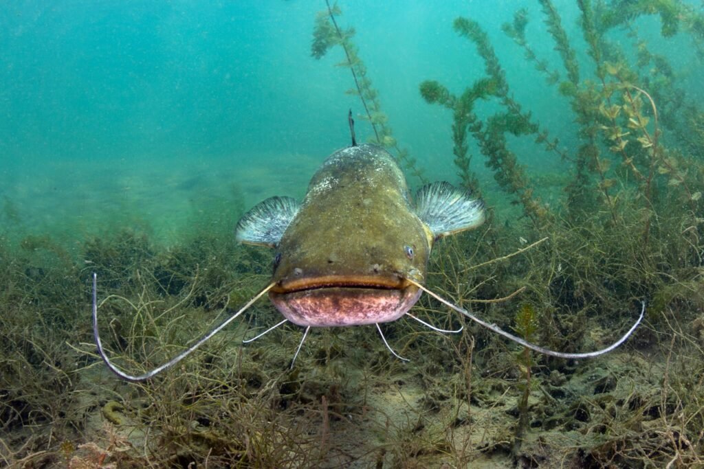 A Catfish swimming