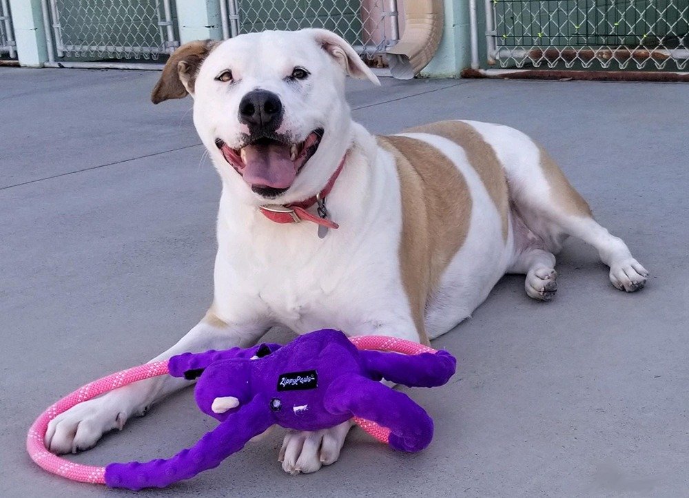 missmolly - Appalachian Highlands Farmers Magazine - Appalachian Highlands Farmers Magazine Miss Molly Smiles with her toy