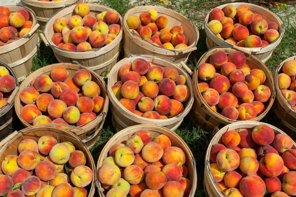 Peaches in bushel baskets