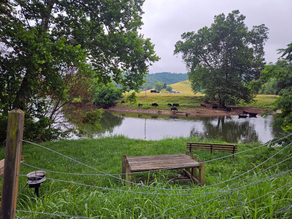 Cows bathing in the river in a farm. - Photo by A. Creighton - North Carolina NRCS FY2027 Conservation Funding Deadline