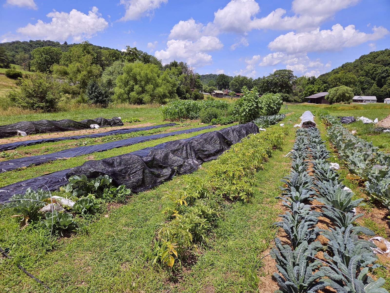 An image of crop rows taken at Spade and Spoon Farm near Johnson City, Tennessee. Virginia Small Farm Orientation