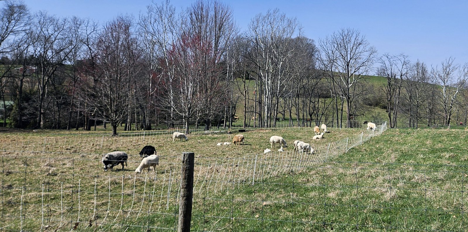 Sheep grazing in a field0 GRASS Project