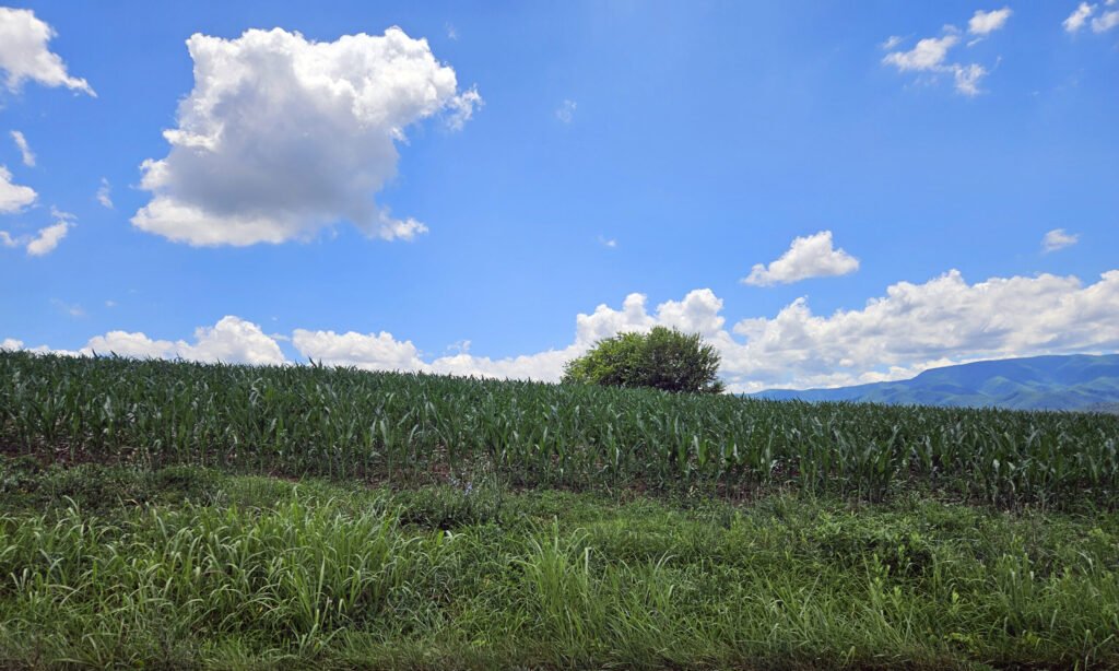 A cornfield in North Carolina - Photo by A. Creighton