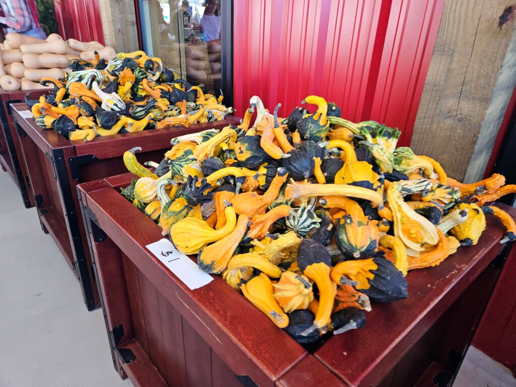 20260926_123724 - Appalachian Highlands Farmers Magazine Various gourds and squashes on the porch,