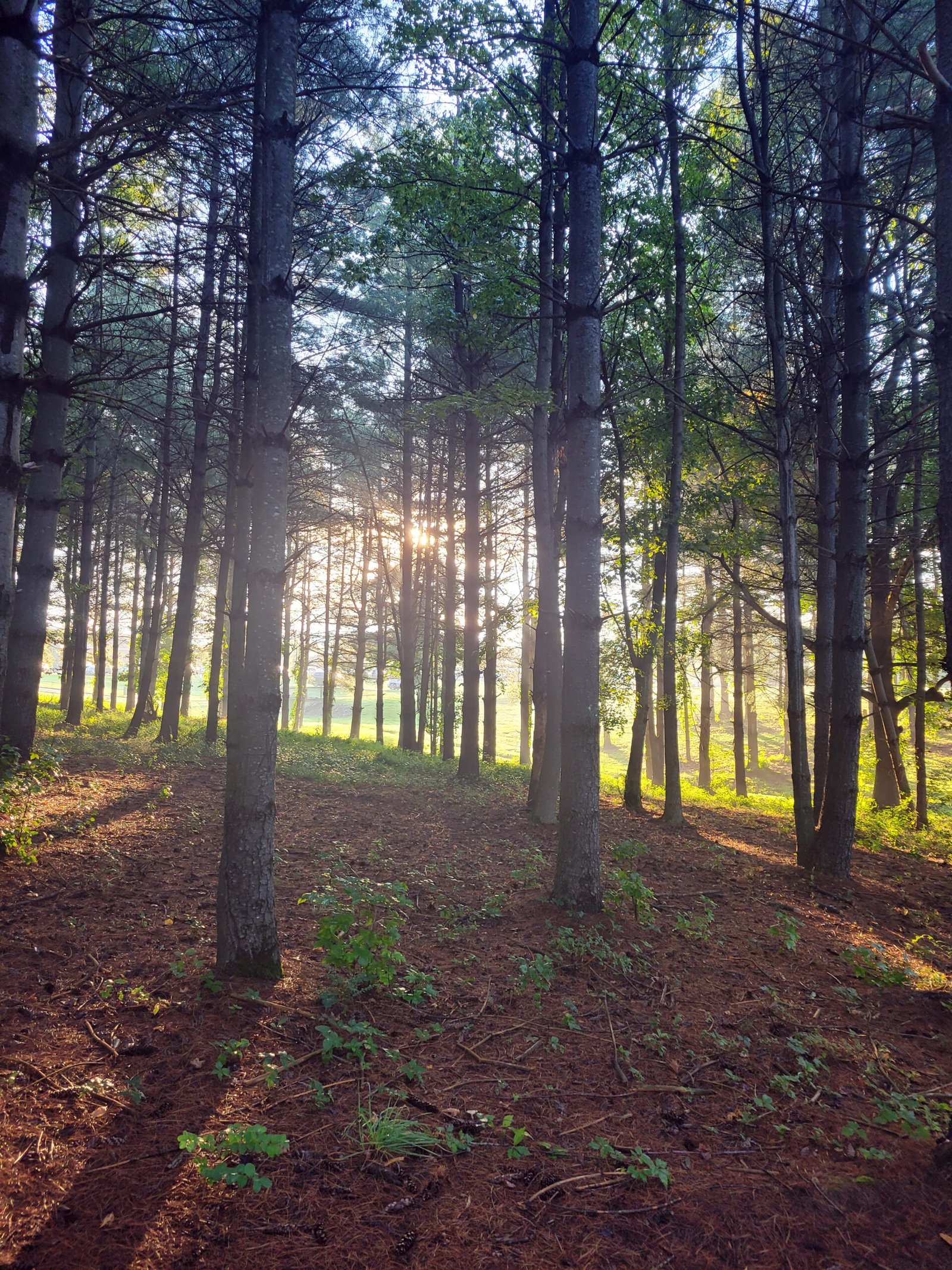 Filtered sun through the trees at STAR Trails - Photo by Stefanie Manuele