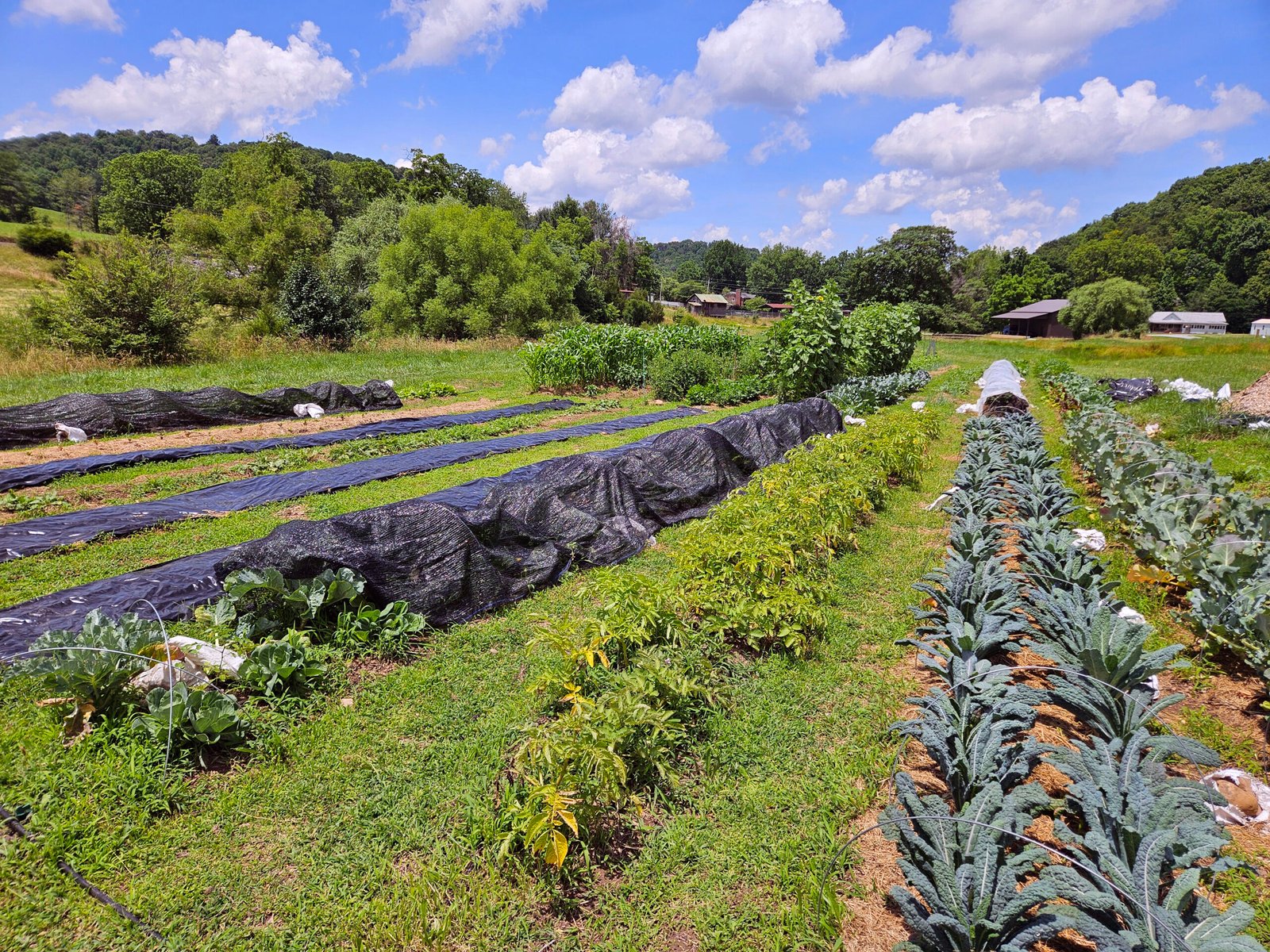 A nice green garden - Grow Appalachia Garden Grants