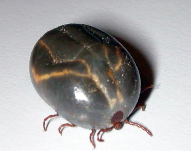 Haemaphysalis_longicornis or the Longhorned Tick - Asian longhorned tick webinar