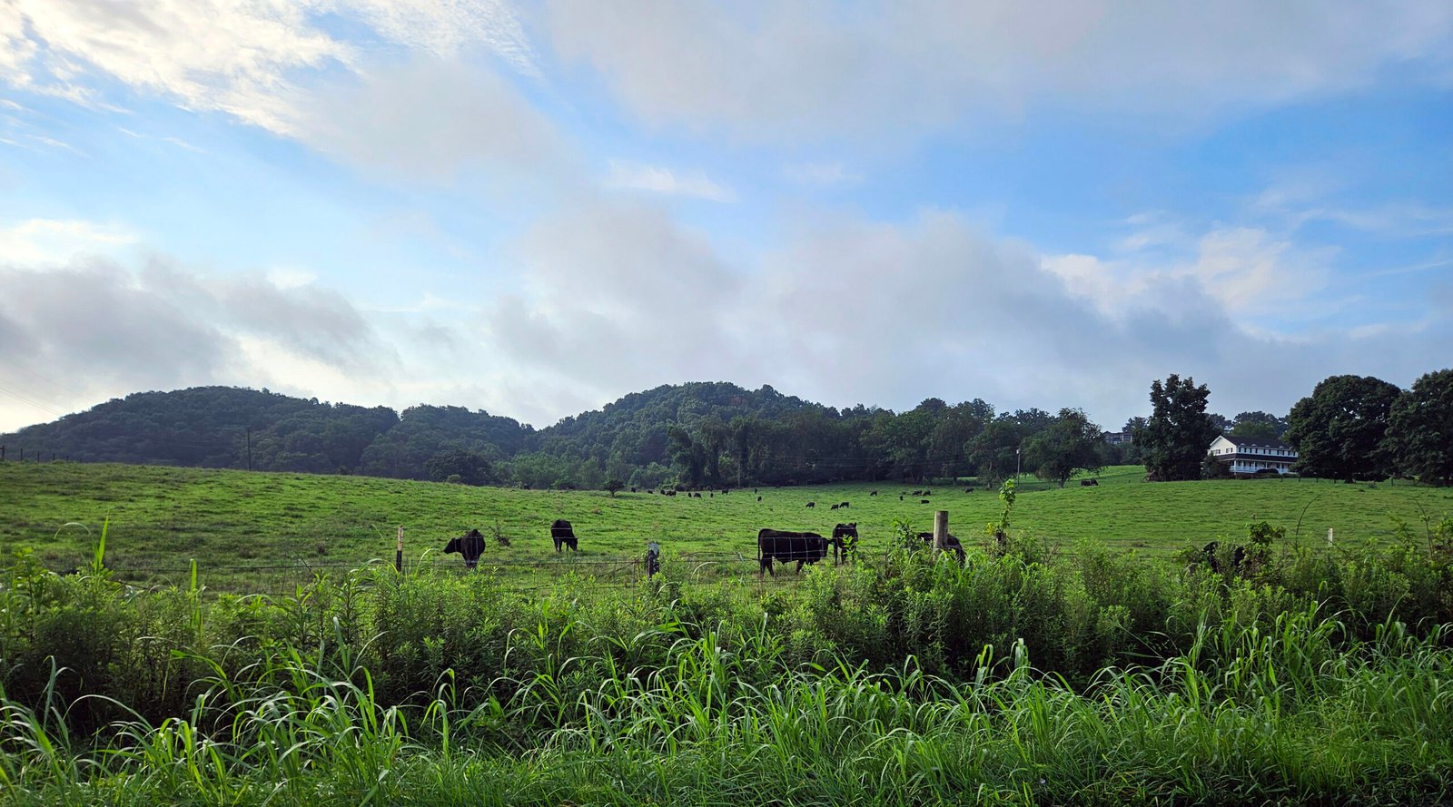 A herd of cattle grazing on some grass. - Herd & Forage Improvement Farm Field Day