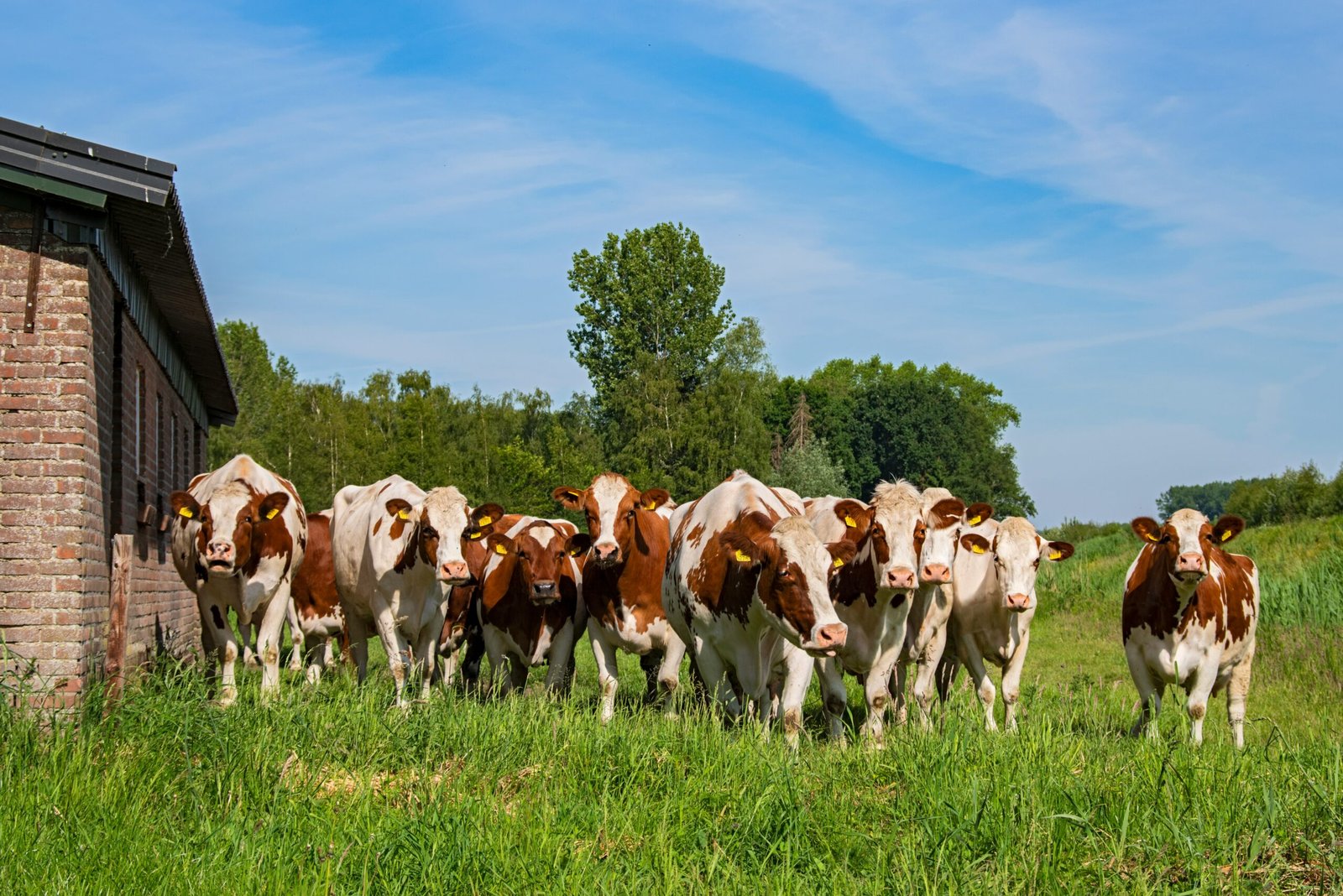 A small herd of cows next to a brick building. - Herd & Forage Improvement
