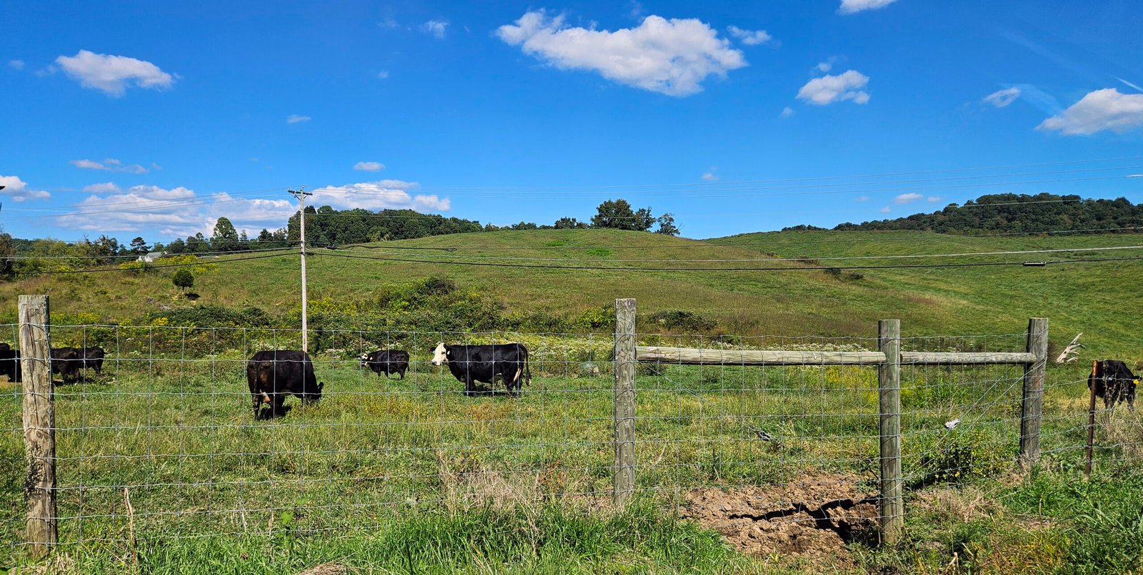 Cattle in a field - BQCA Certification