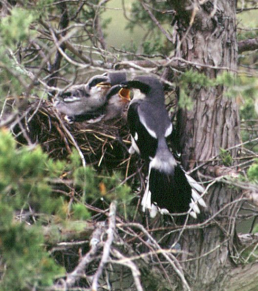 Loggerhead Shrike Nest with mother feeding babies. - Photo by By Chris Grooms - Own work, CC BY-SA 4.0