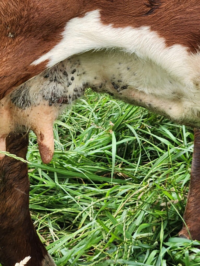 A cow infested with Asian Longhorned Ticks - Asian longhorned tick webinar