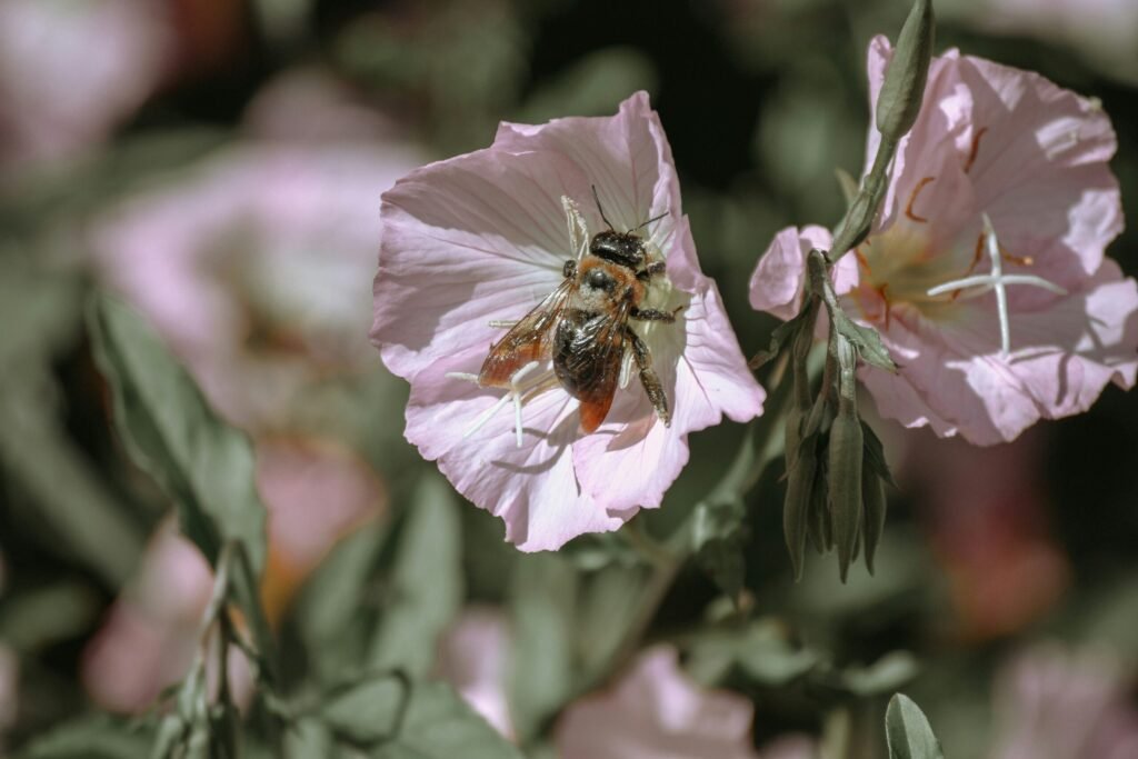 Bees pollinating flowers in Kentucky - Kentucky conservation funding