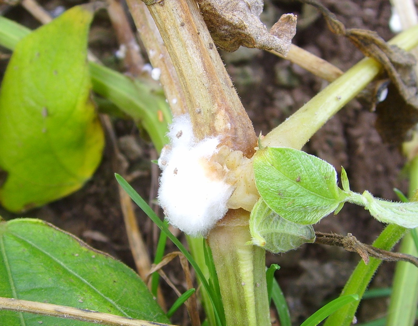 Sclerotinia sclerotorium - Jymm, Public domain, via Wikimedia Commons = Organic Disease Management Webinar