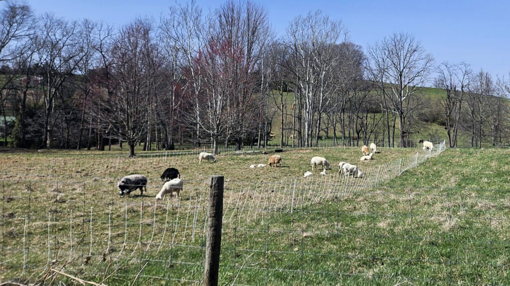 A herd of sheep on a hill. Virginia Tech Southwest AREC Sheep Field Day and Ram Sale
