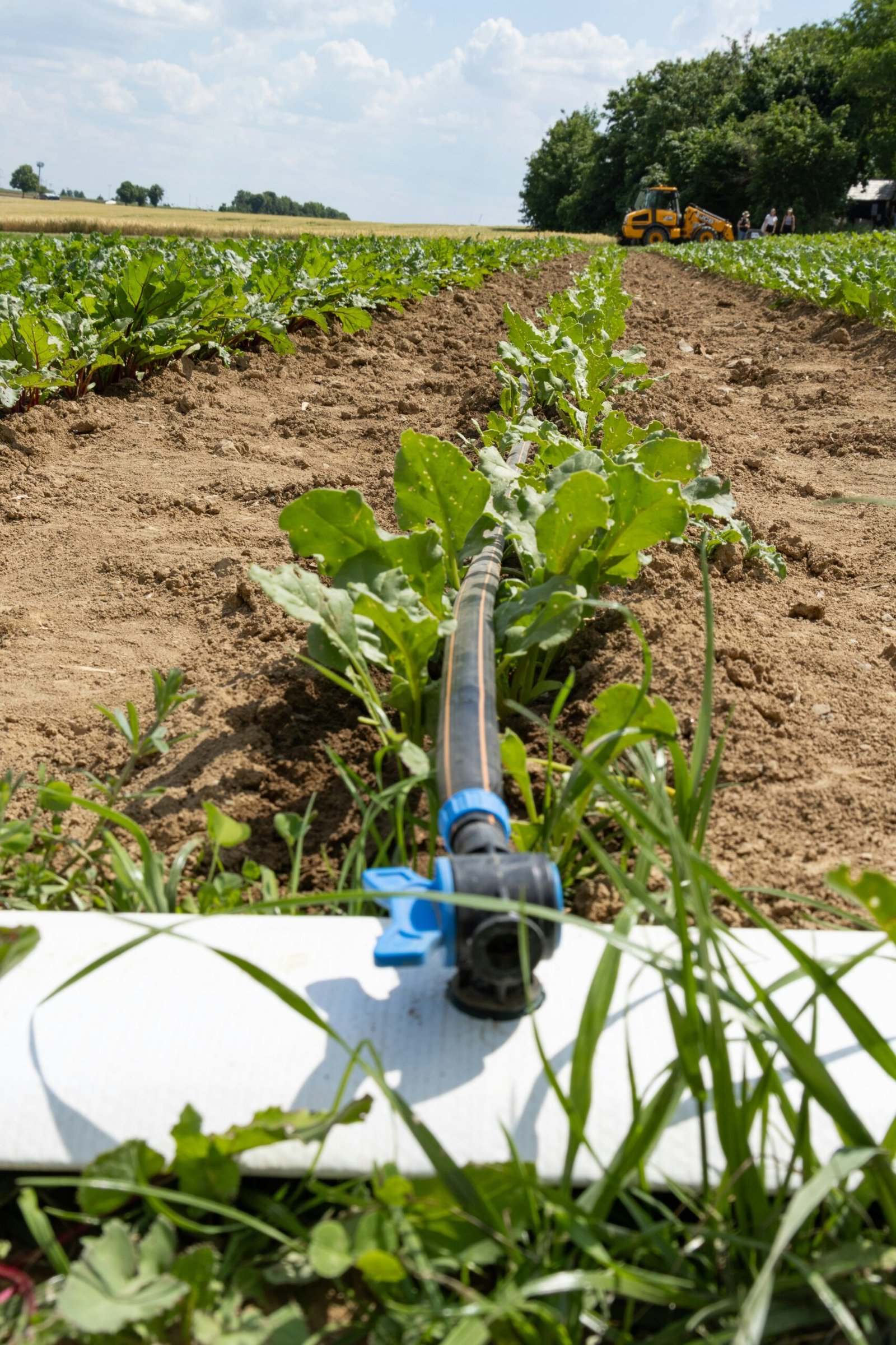 Wide view of a vegetable field with rows of leafy greens and an irrigation hose in the foreground; a yellow tractor sits near a tree line in the distance. - WaterSmart NC irrigation workshop
