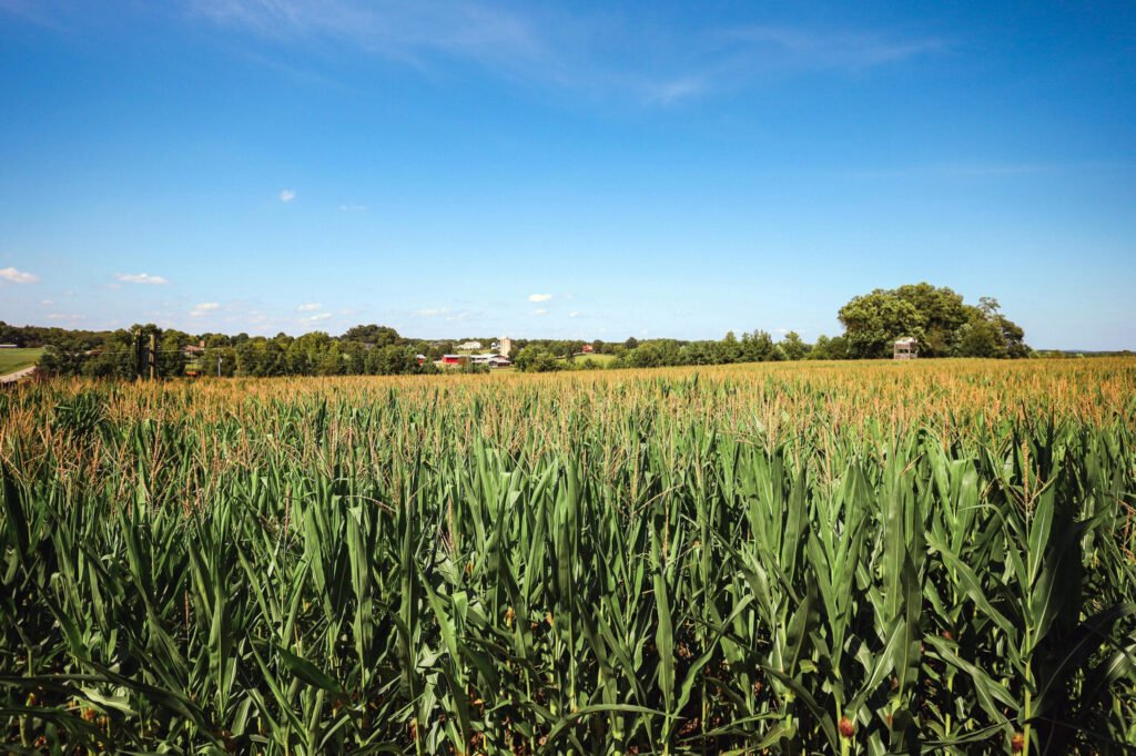 A field of corn in North Carolina - Photo by Brandon Griggs