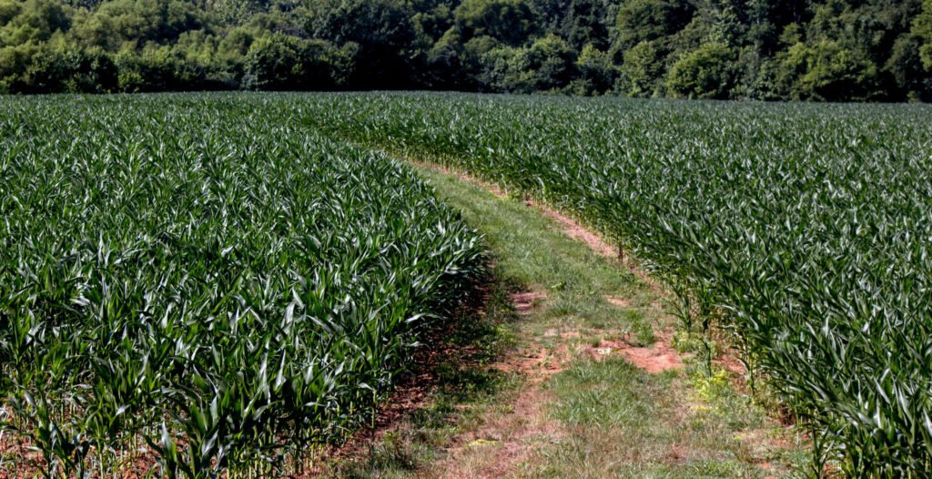 A WNC AgOptions Grant would help this farm - Green fields in North Carolina - Photo by Darrien Staton