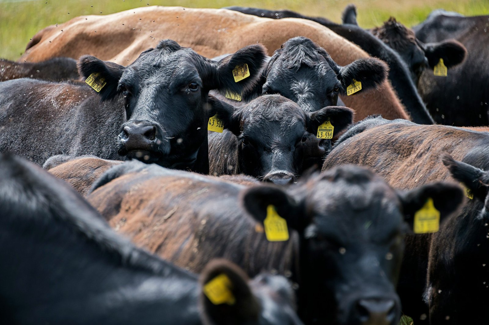 A herd of beef cattle in a coral - Northeast Tennessee Beef Expo
