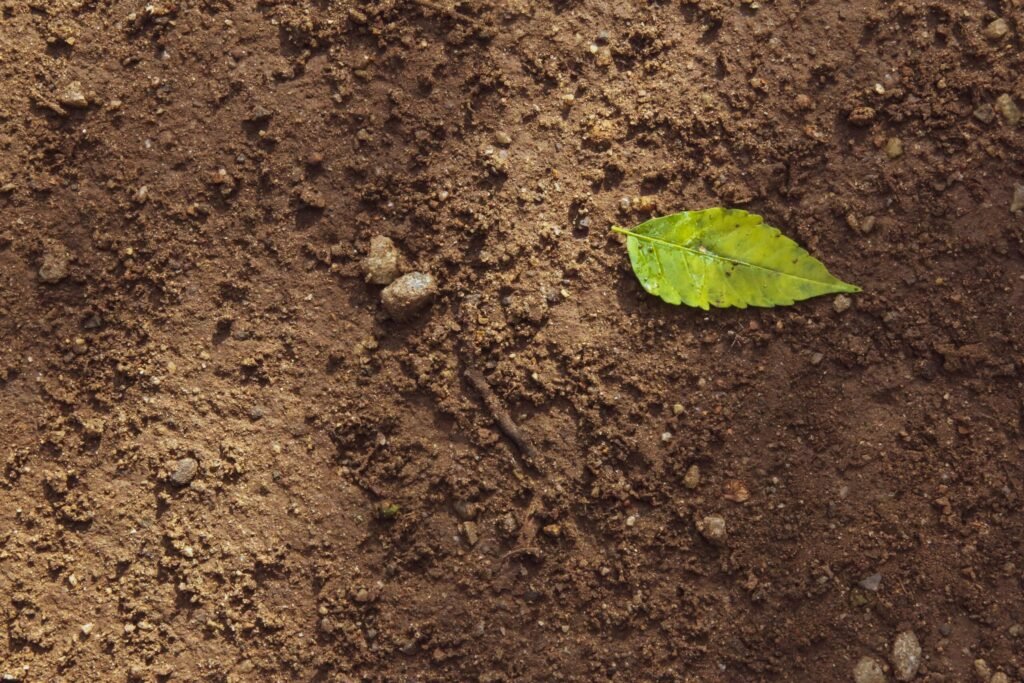 Soil in a field with one single leaf. Glen Carrie - Healthy Soil for Healthy Crops