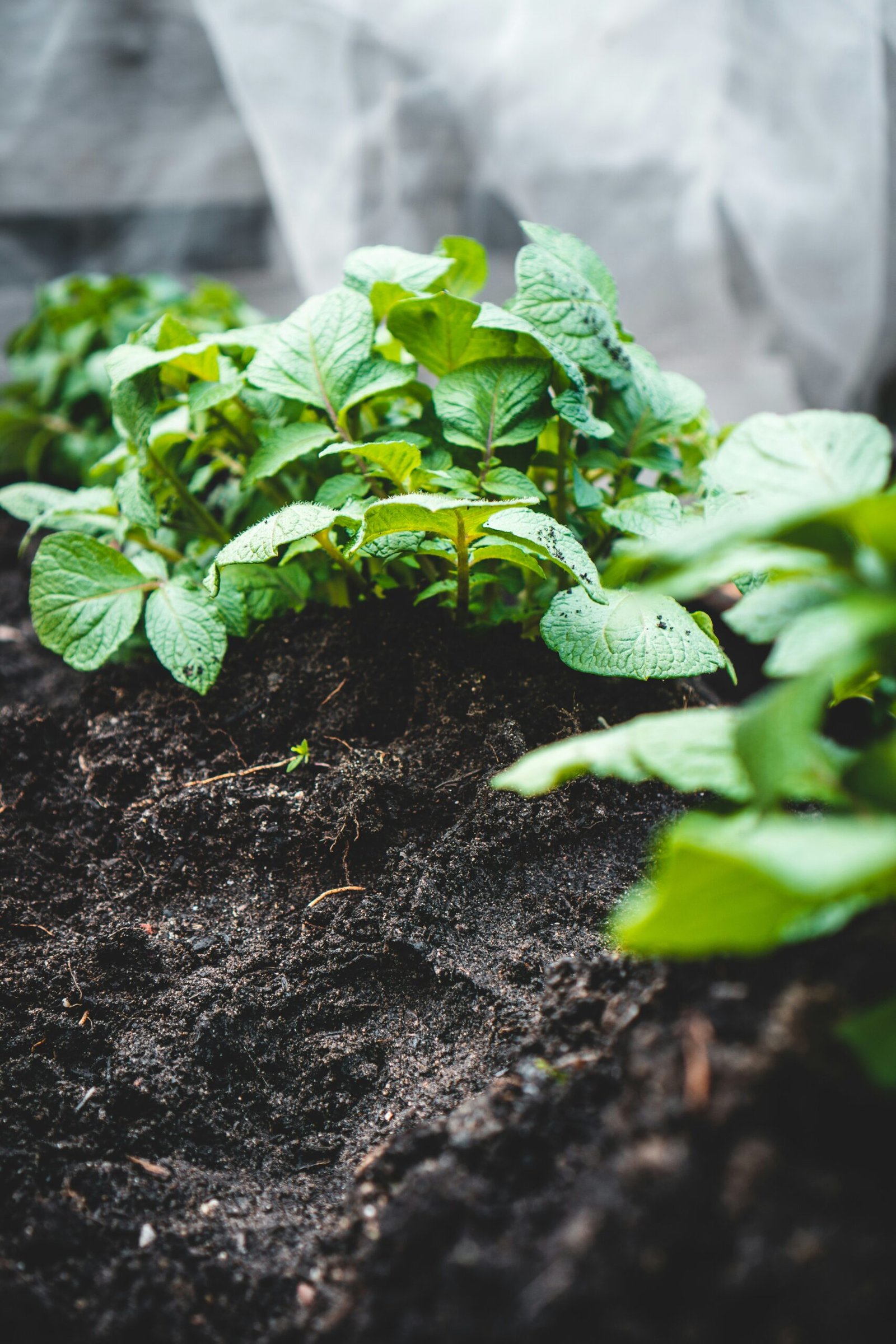 Jonathon Kemper image of sprouts growing from the soil. - Healthy Soil for Healthy Crops