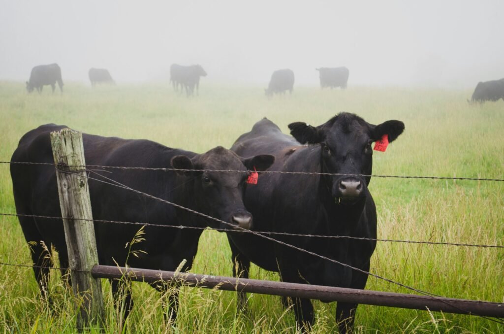 Beef cattle with their tags in their ears - Northeast Tennessee Beef Expo