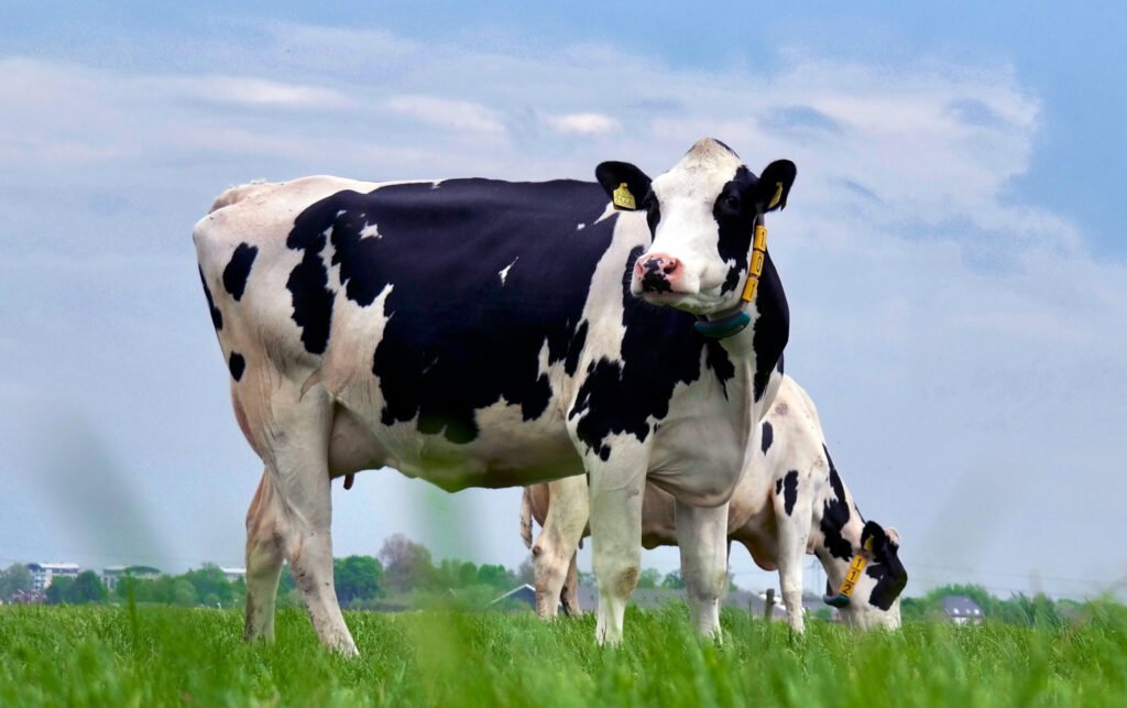 A dairy cow in a field. - SDBII Dairy Grants