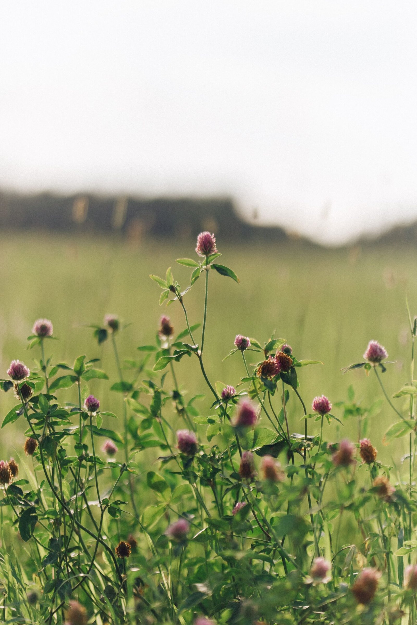 Cover Crops Your Way A serene close-up of blooming red clovers