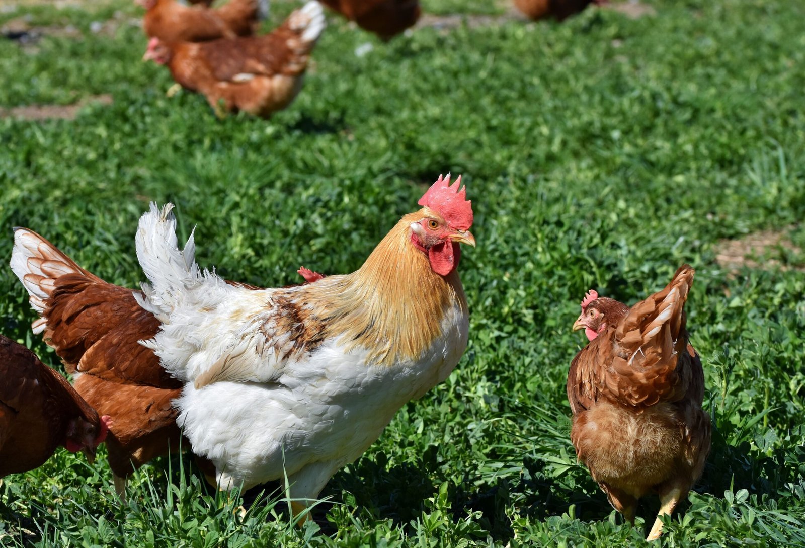Chickens in the yard. Poultry Processing Workshop