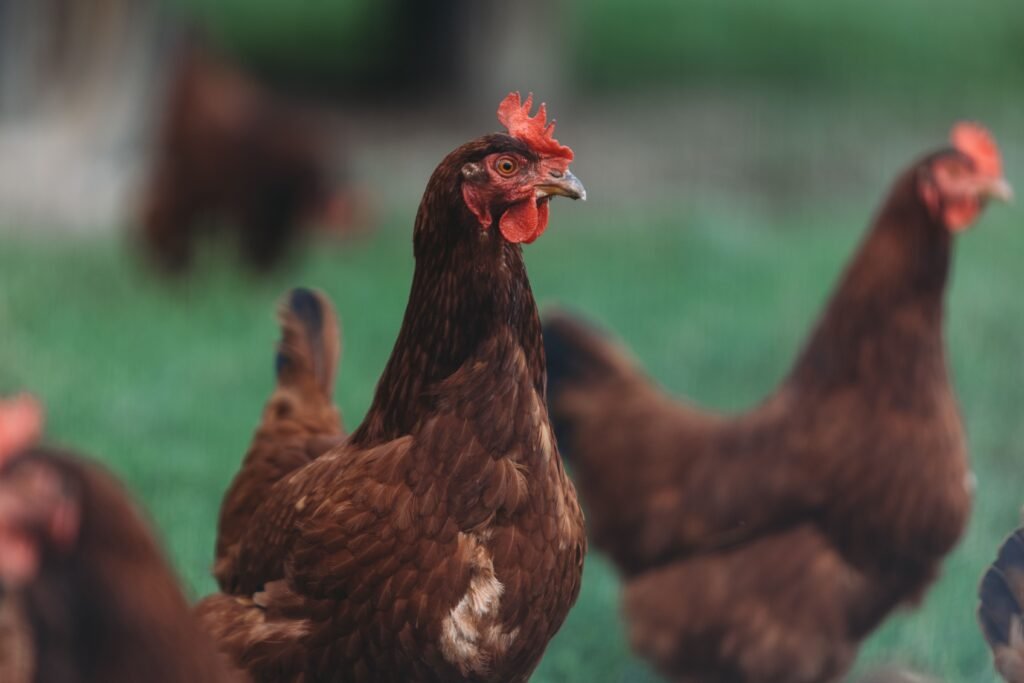 Close-up of a brown hen with a red comb in focus, other chickens blurred in the background in a grassy yard. Poultry Processing Workshop