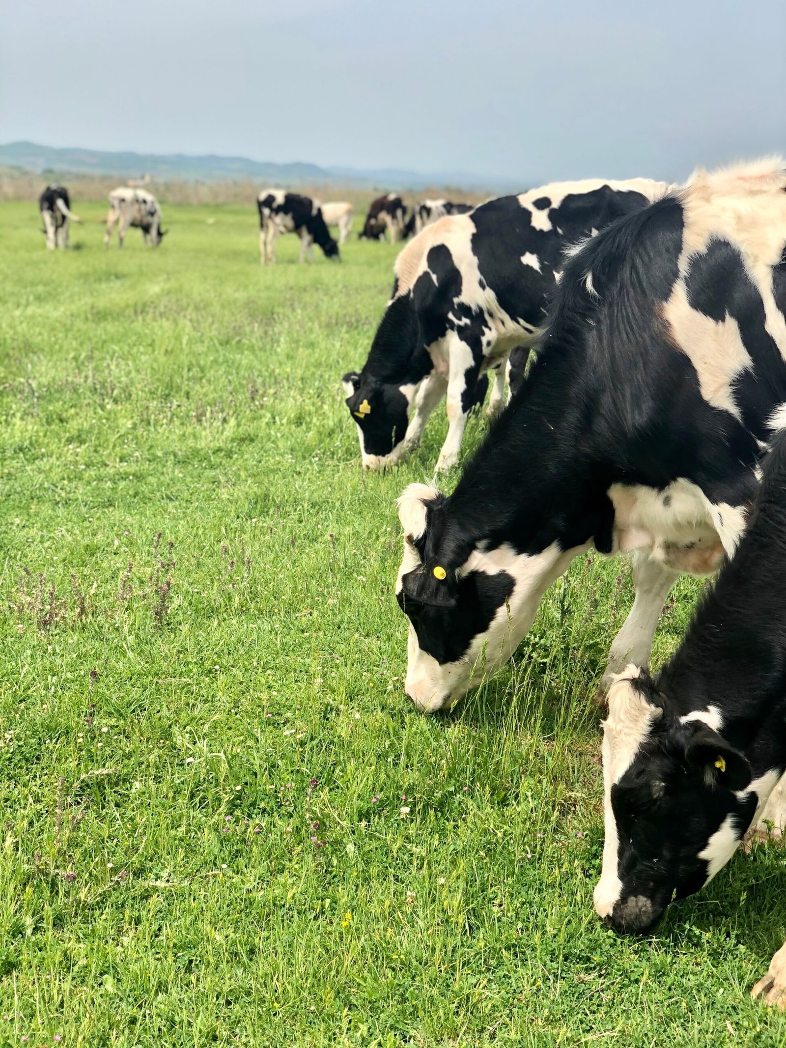 Black-and-white cows grazing in a grassy pasture with a distant herd and blue sky on a sunny day. - Precision Livestock Technologies: Beef & Forage Systems