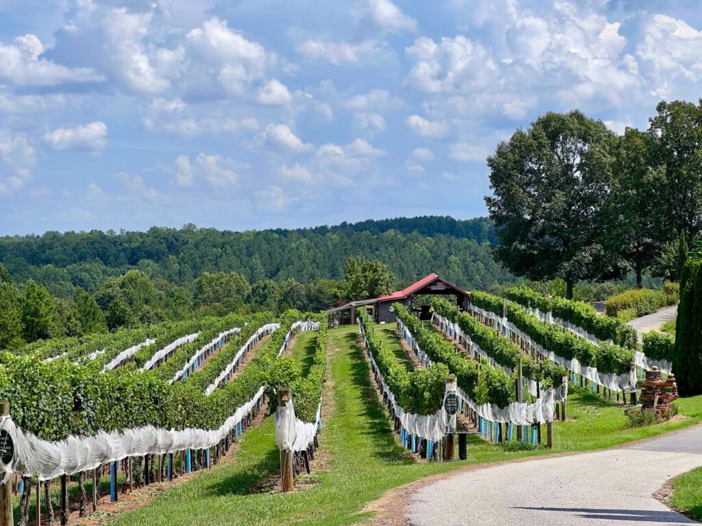 A vineyard in North Carolina - Photo by Stephanie Klepacki