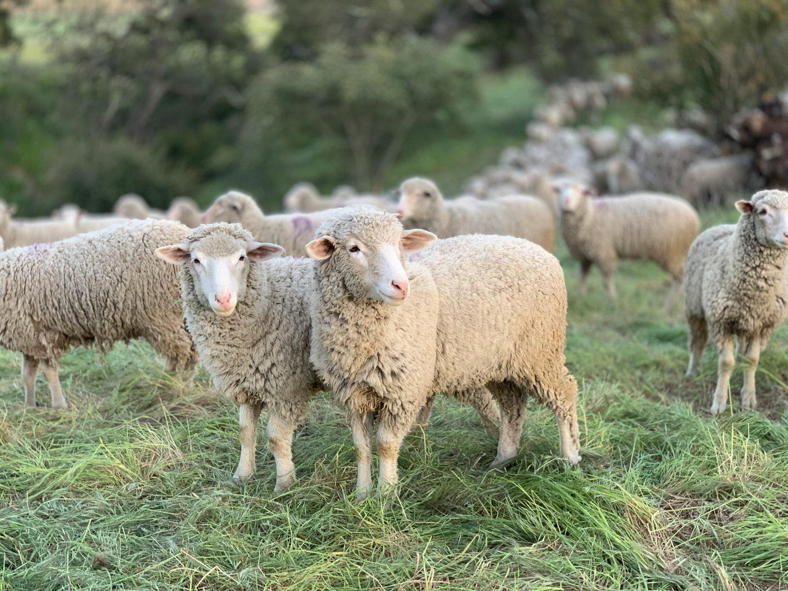 A herd of sheep in a field -Photo by Tanner Yould - Shepherd WISE