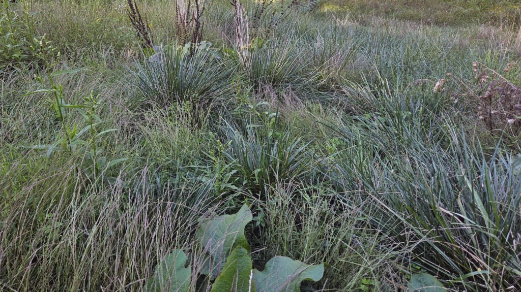 A field of weeds in Virginia - Organic Weed Management