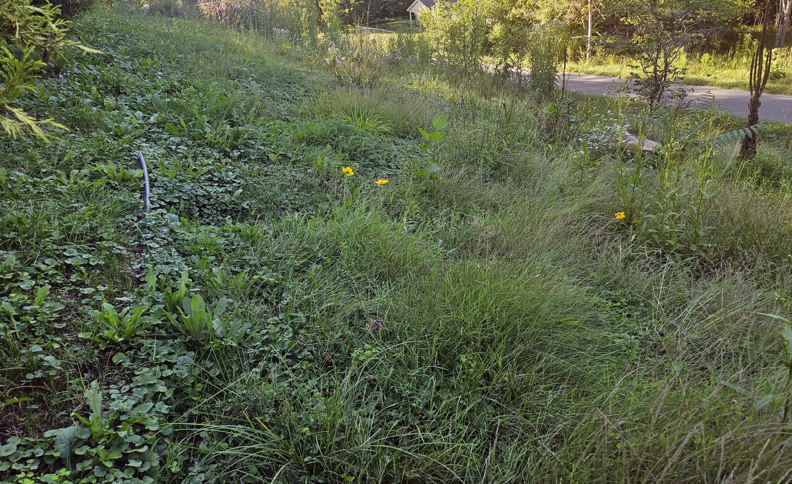 A field of weeds in Virginia - Organic Weed Management