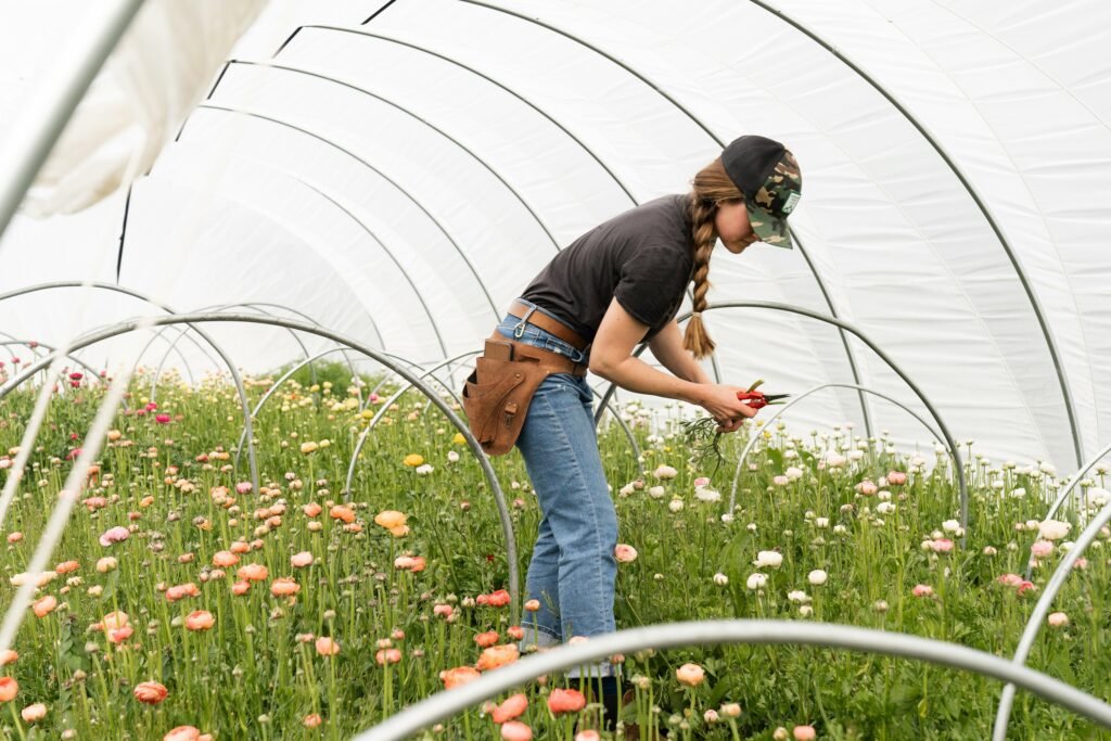A person wearing a camouflage cap and tool belt prunes flowers inside a curved, High Tunnel greenhouse. Image by Zoe Richardson